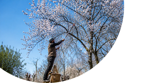 Spring Blossoms