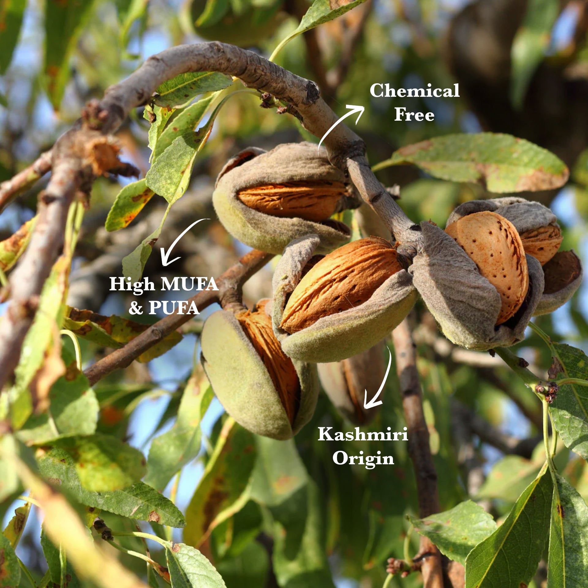 Kashmiri Almonds | 250gm