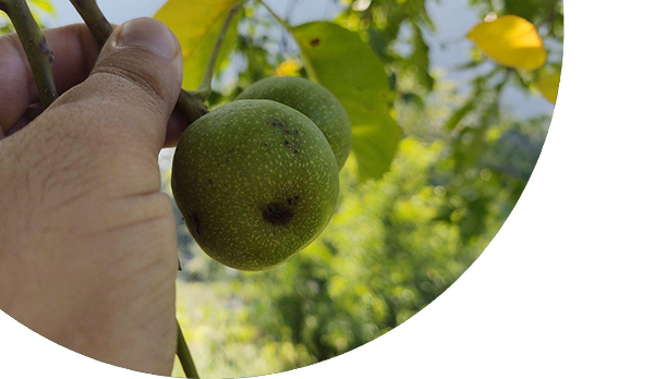 Naturally Ripened