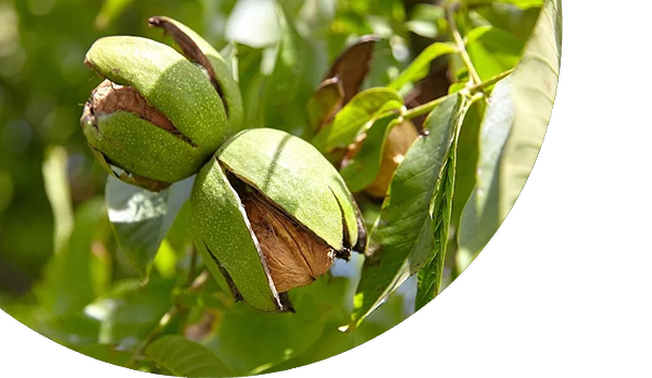Ready for Harvest