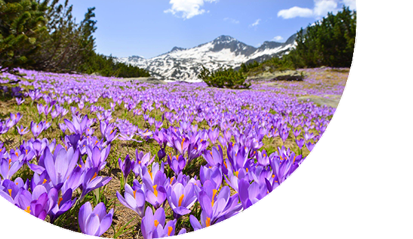 Saffron Blossoms