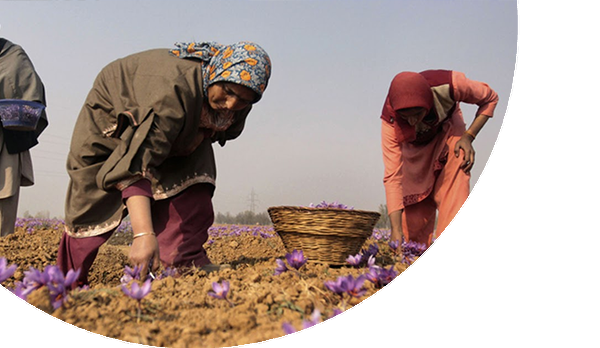 Saffron Cultivation